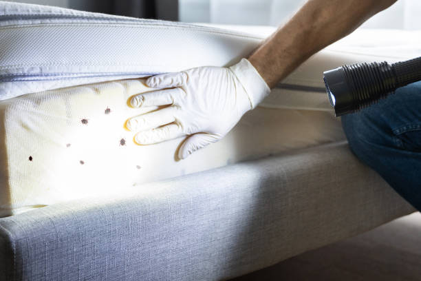 Best Pest Removal Services  in Bostonia, CA