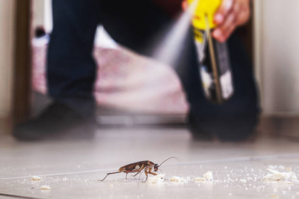 Best Pest Removal Services  in Bostonia, CA