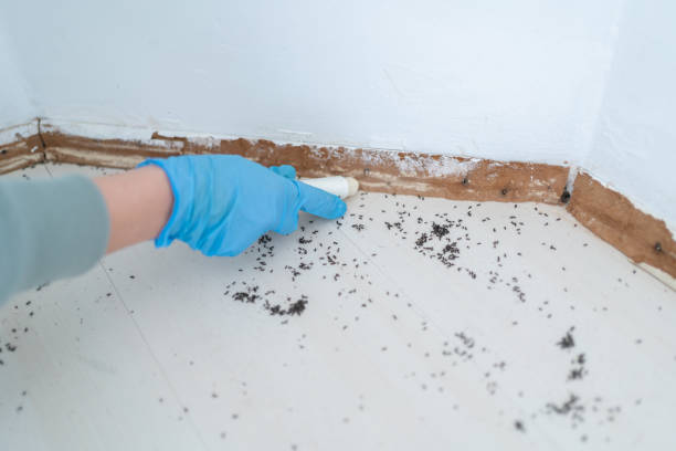 Best Pest Inspection Near Me  in Bostonia, CA